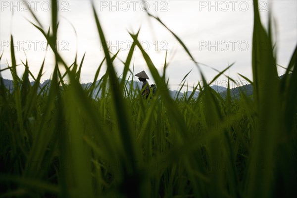 Worm's Eye View of Farm Land