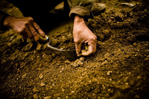 Farmer Planting Pumpkin Seeds, Hanoi, Vietnam, Asia