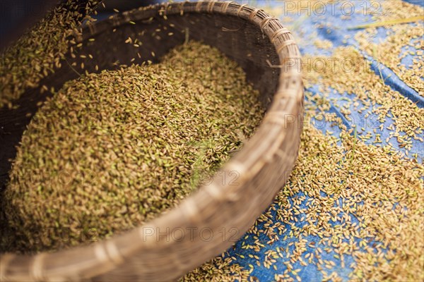 Basket of Harvested Rice Grains, Vietnam