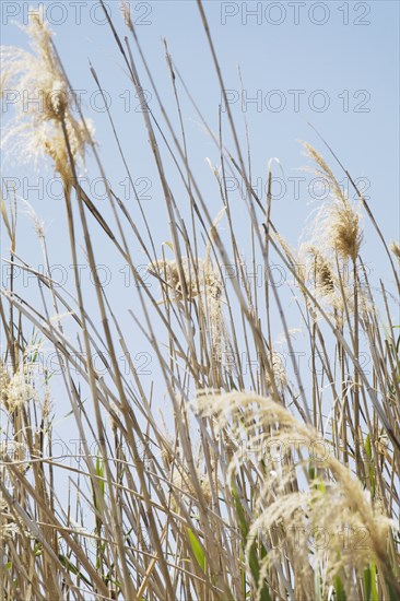 Tall Grass on Pale Blue Sky