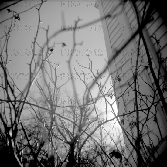 Worm's Eye View of Rose Bush Branches