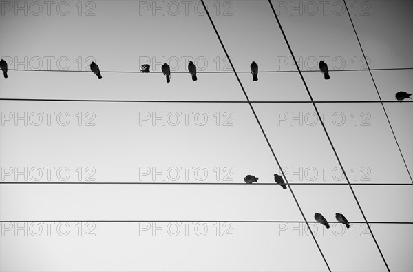 Birds Sitting on Wires with Geometric Pattern, Low Angle View