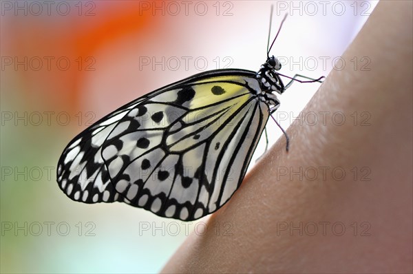 Butterfly, Close Up