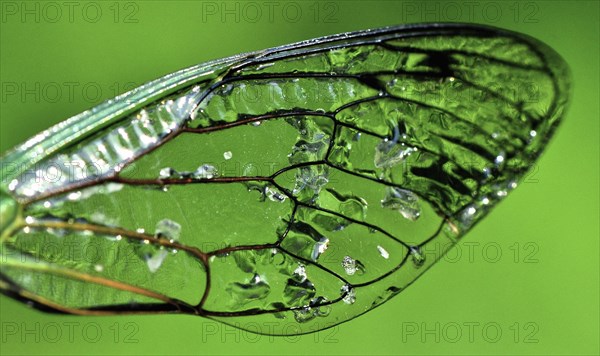 Dragonfly Wing Against Green Background