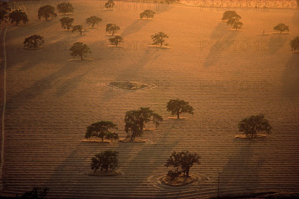 Trees in Striped Field, High Angle View