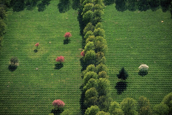 Rows of Gravestones and Trees in Green Field, High Angle View