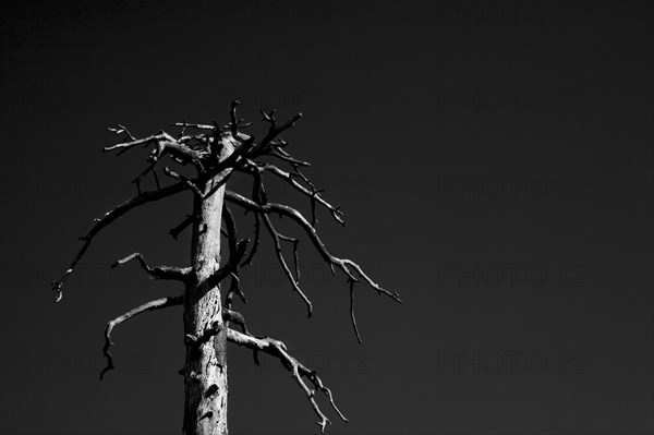 Bare Tree Against Dark Sky