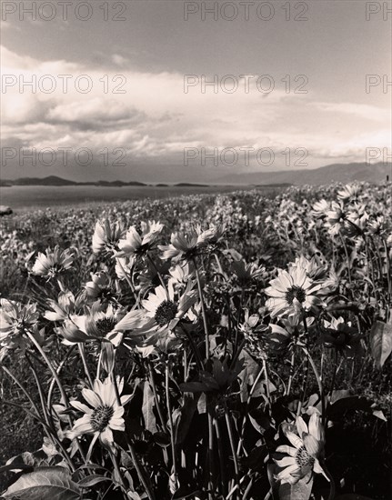 Flowers and Sky