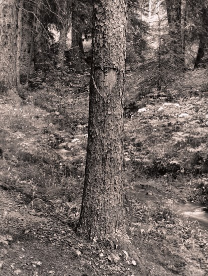 Heart Carved Tree