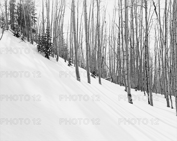 Aspen Trees in Snow