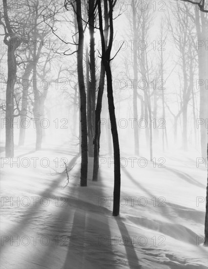 Trees in Snow