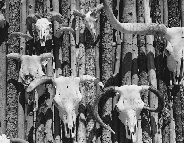 Animal Skulls Hanging on Wall