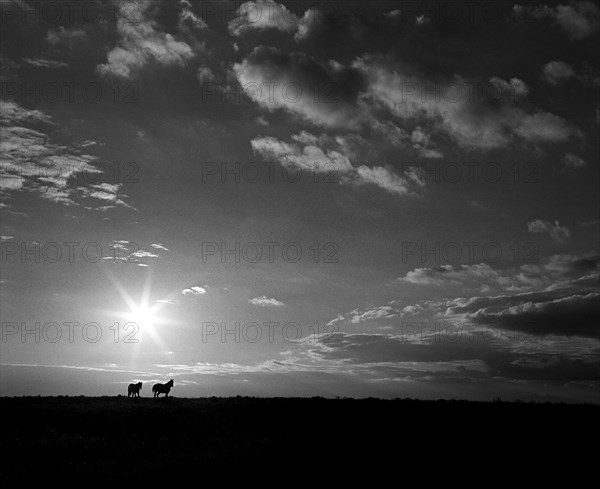 Horses in Field at Sunrise