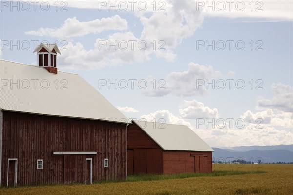 Barns in a Wheat Field