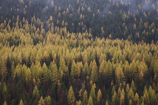 Coniferous Forest Landscape