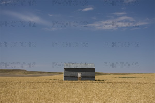 Single Farm Building in Wheat Field