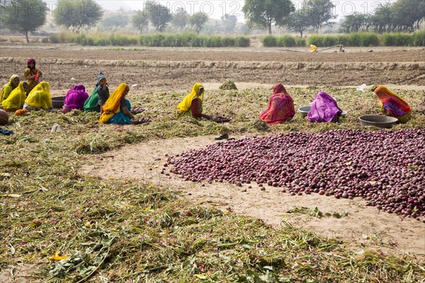 Brightly Dressed Woman Sitting, Working in Onion Field