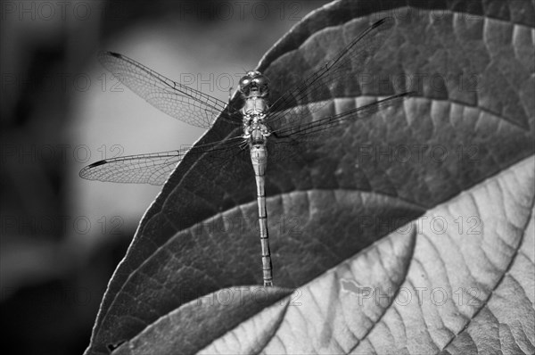 Dragonfly on Leaf, Close-Up