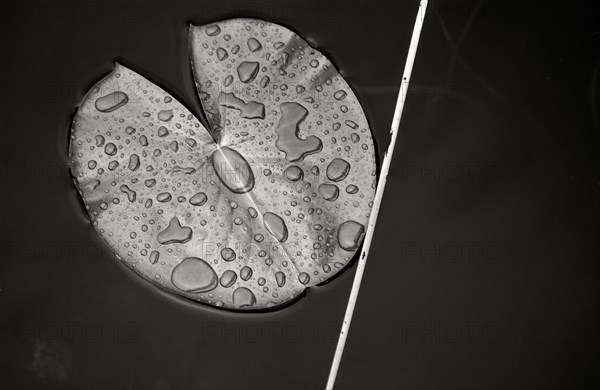 Lily Pad on Water Surface