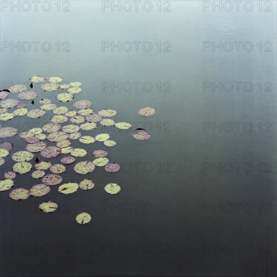 Water Lillies