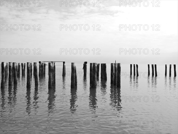 Old Wood Pilings in Water