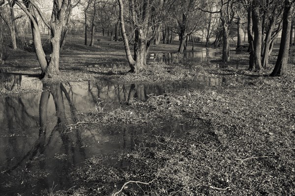 Trees in Flooded Field, Orchard Beach Park, Bronx, New York City, USA