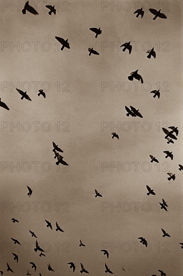 Flock of Birds in Flight