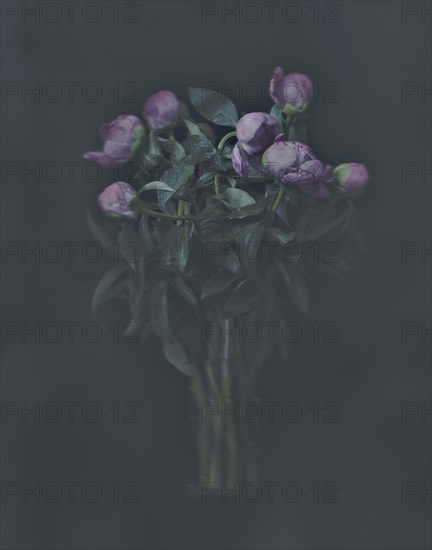 Bouquet of Peony Flowers in Vase Against Dark Background