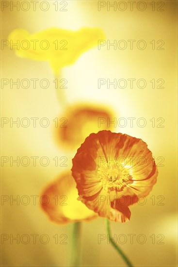 Orange Poppy Facing