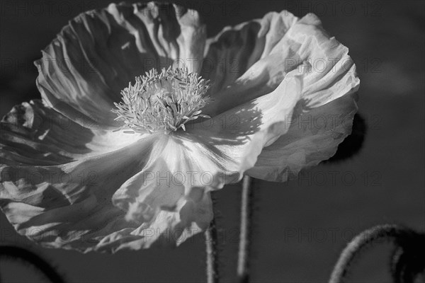 Black and White Poppy Dark