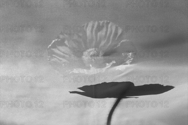 Black and White Poppy with Gauze