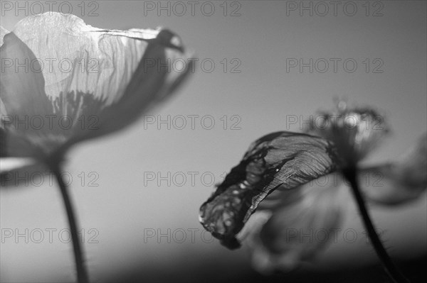 Two Black and White Poppies