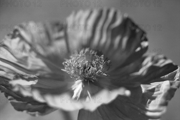 Black and White Poppy