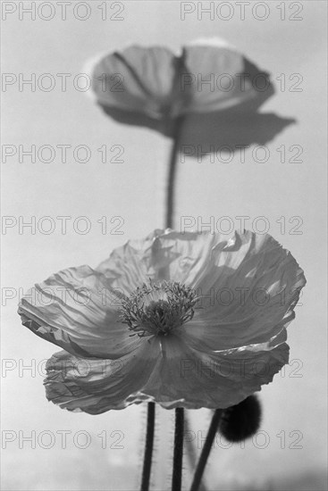 Open Poppies