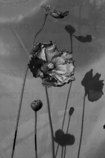 Dark Poppies & Bud