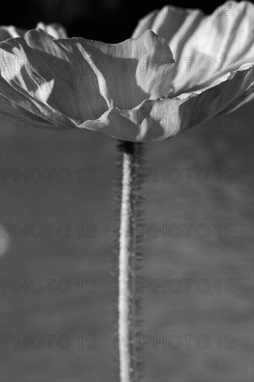 Poppy Side View