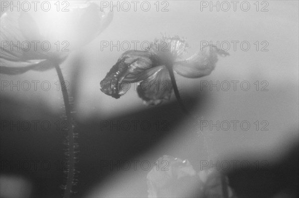 Hazy Poppies