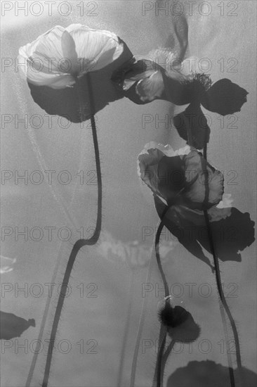 Shadowed Poppies