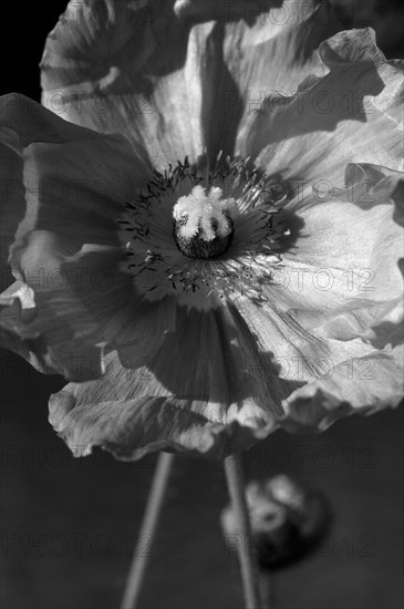 Open Poppy Petals