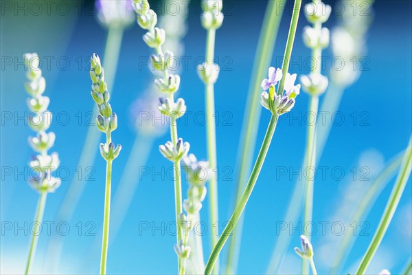 Stalks of Lavender