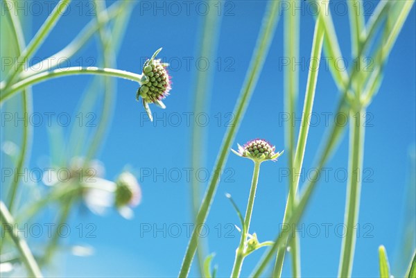 Pincushion Flower Buds