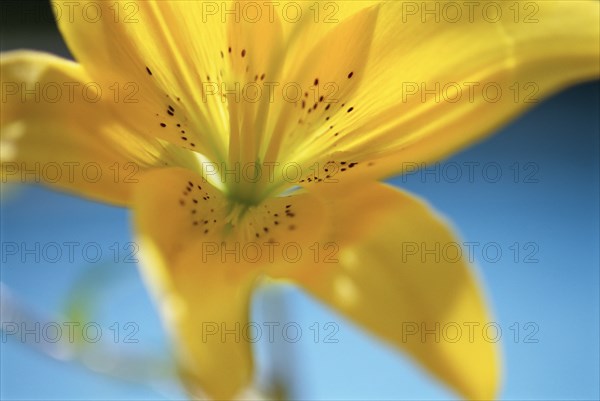 Yellow Lily