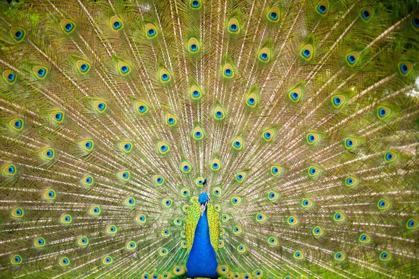 Peacock with Splayed Tail Feathers