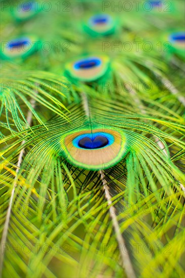 Peacock Feather Detail