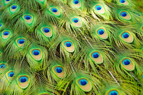 Peacock Feathers Detail