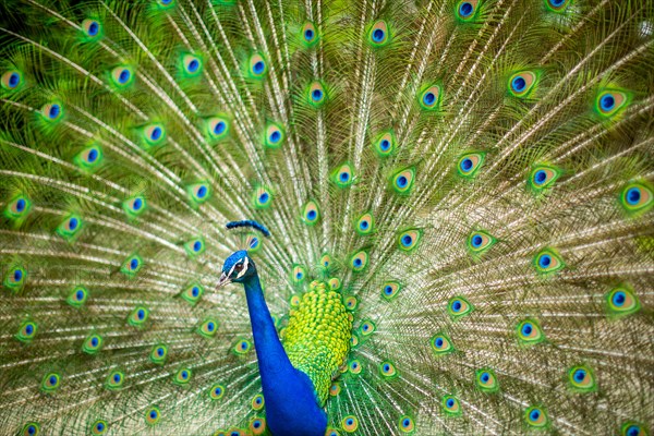 Peacock with Splayed Tail Feathers