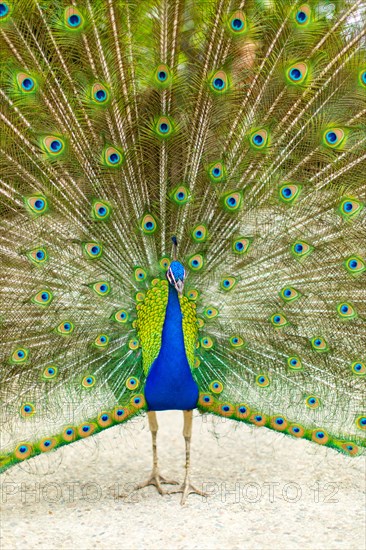 Peacock with Splayed Tail Feathers