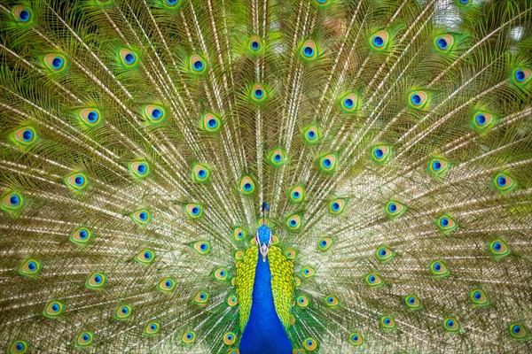 Peacock with Splayed Tail Feathers