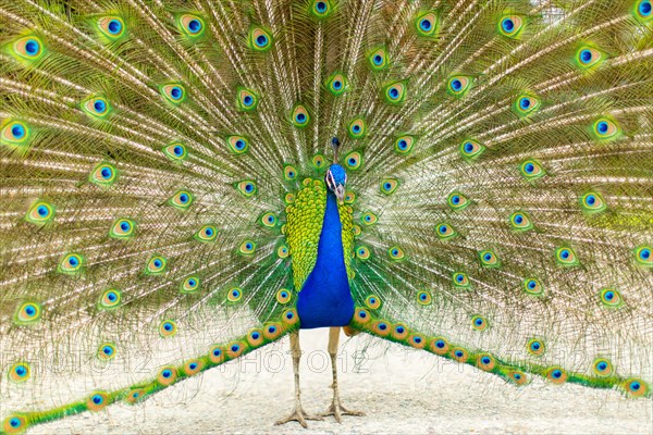 Peacock with Splayed Tail Feathers