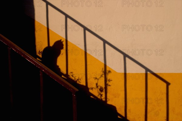 Cat Shadow Sitting on Steps